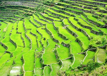 another view of the amphitheater-like rice terraces in Batad