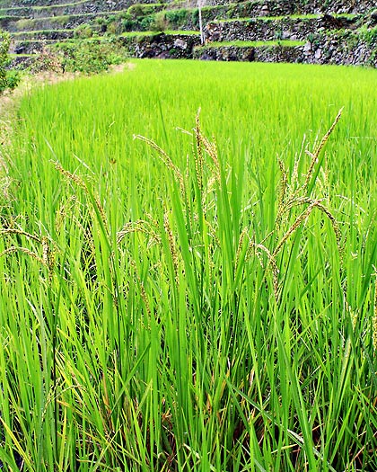 rice stalks almost ready for harvest