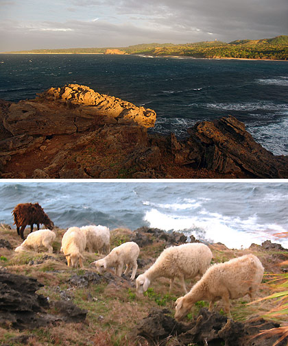 view of rugged coast from atop a cliff at Hidden Treasure Resort in Pagudpud; a group of sheep grazing near the top of the same cliff