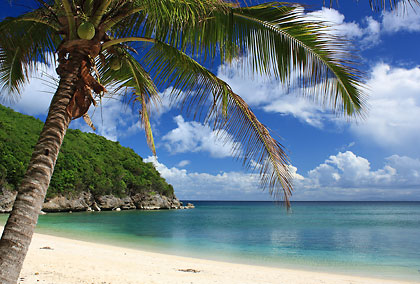 coconut palm on white sand beach, Puting Buhangin, Pagbilao, Quezon